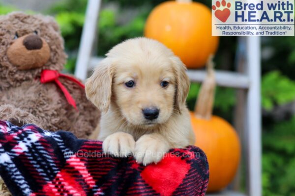 Image of Frankie, a Golden Retriever puppy