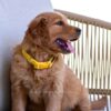 Image of Honey, a Golden Retriever puppy