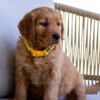 Image of Honey, a Golden Retriever puppy