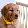Image of Honey, a Golden Retriever puppy