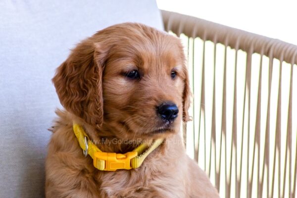 Image of Honey, a Golden Retriever puppy