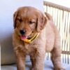 Image of Honey, a Golden Retriever puppy