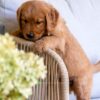 Image of Honey, a Golden Retriever puppy
