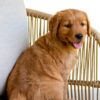 Image of Honey, a Golden Retriever puppy