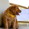 Image of Honey, a Golden Retriever puppy
