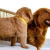 Image of Honey, a Golden Retriever puppy