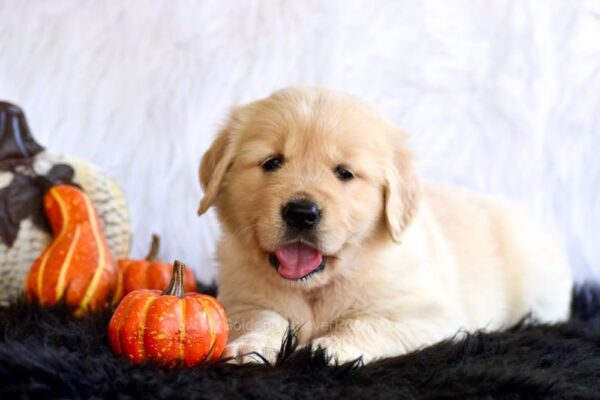 Image of Pumpkin, a Golden Retriever puppy