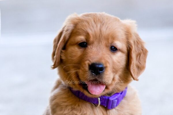 Image of Willow, a Golden Retriever puppy