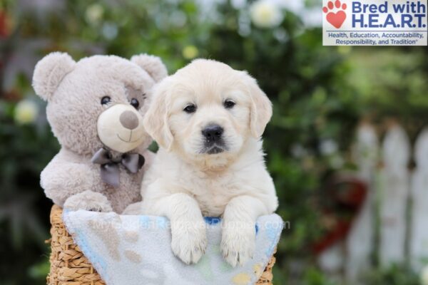 Image of Adam (trained), a Golden Retriever puppy