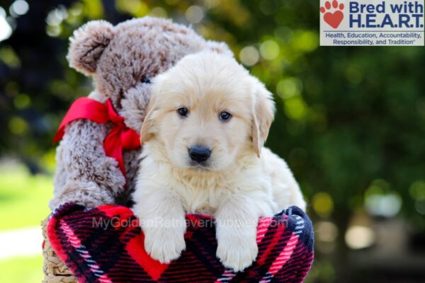Image of Apollo, a Golden Retriever puppy