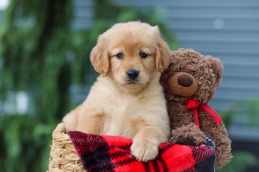 Autumn Image of Autumn, a Golden Retriever puppy