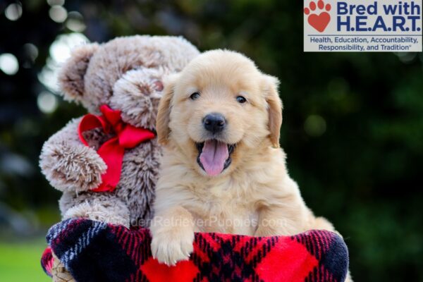 Image of Bailey, a Golden Retriever puppy