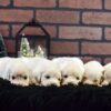 Image of Christmas Creams 🎄, a Golden Retriever puppy
