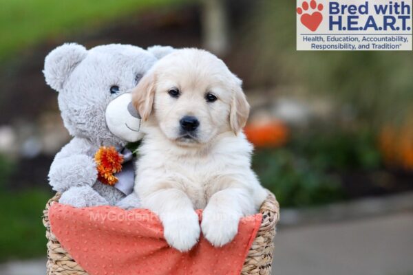 Image of Jasmine (trained), a Golden Retriever puppy