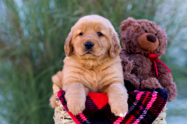 Image of Lindor, a Golden Retriever puppy