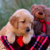 Image of London, a Golden Retriever puppy
