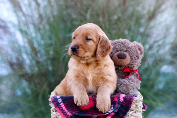 Image of Miles, a Golden Retriever puppy