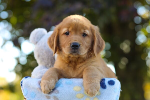 Image of Otis, a Golden Retriever puppy