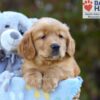 Image of Sky, a Golden Retriever puppy