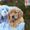 Image of Sky, a Golden Retriever puppy