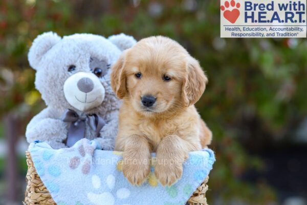 Image of Sugar, a Golden Retriever puppy