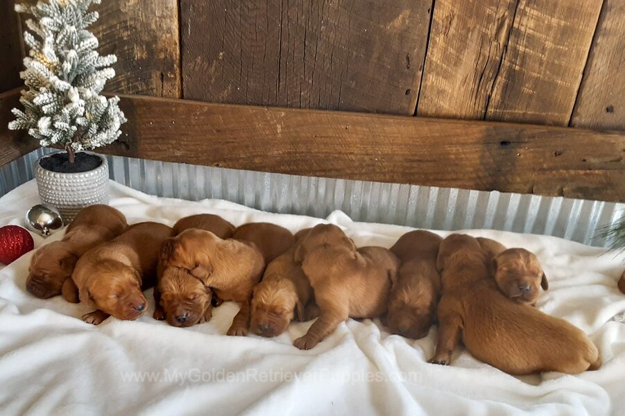 Dark - December 28th🎄 Image of Dark - December 28th🎄, a Golden Retriever puppy
