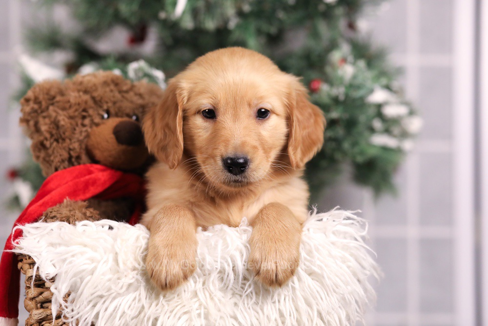 Felicity Image of Felicity, a Golden Retriever puppy
