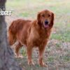 Image of Dark Golden 🤎 June 23, a Golden Retriever puppy