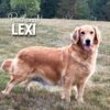 Image of Medium Golden - June 14, a Golden Retriever puppy