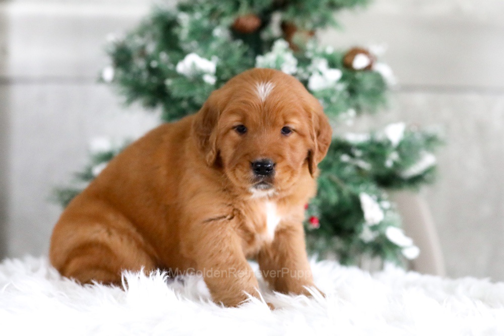 Taylor Image of Taylor, a Golden Retriever puppy