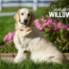 Image of Duke ❤️ Willow - July 26, a Golden Retriever puppy