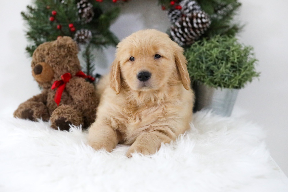Bella Image of Bella, a Golden Retriever puppy