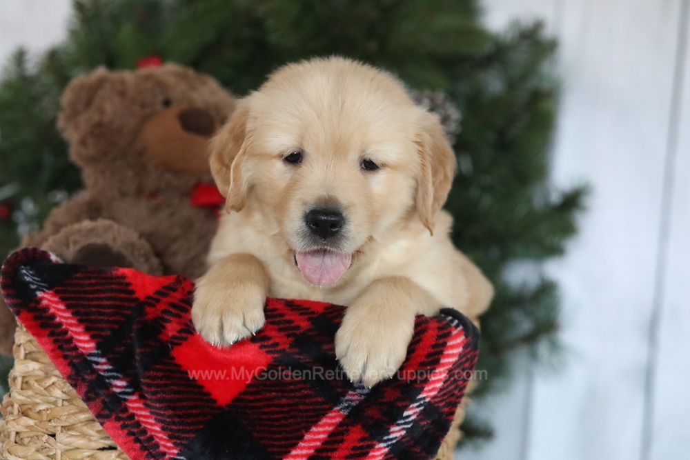 Cooper Image of Cooper, a Golden Retriever puppy