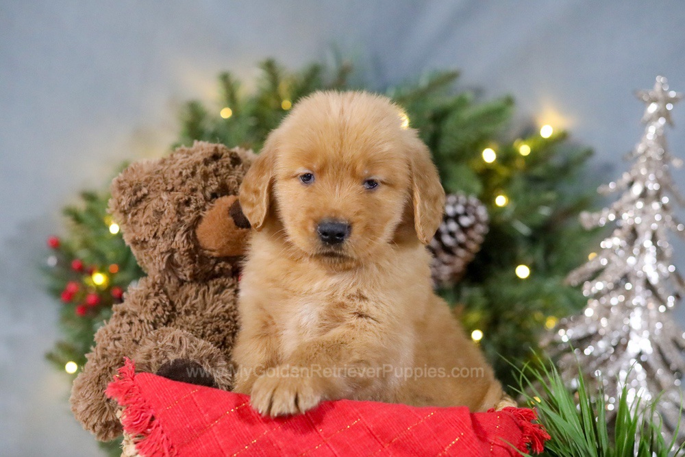 Dasher Image of Dasher, a Golden Retriever puppy