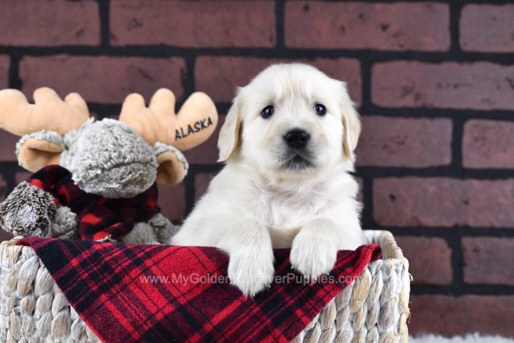 Diamond Image of Diamond, a Golden Retriever puppy