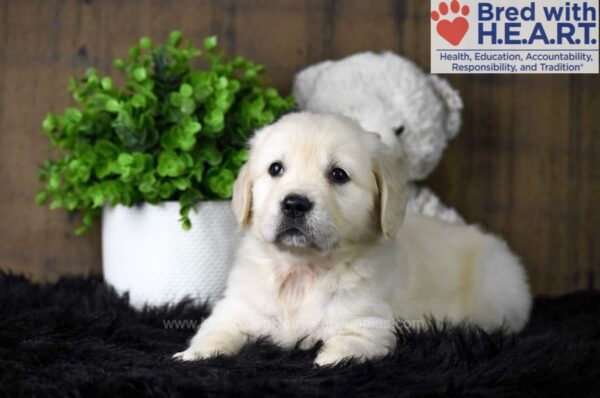 Image of Echo, a Golden Retriever puppy