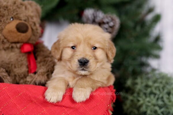 Image of Everett, a Golden Retriever puppy