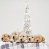 Image of Gunner ❤️ Golden Girl, a Golden Retriever puppy