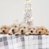 Image of Gunner ❤️ Golden Girl, a Golden Retriever puppy