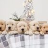 Image of Gunner ❤️ Golden Girl, a Golden Retriever puppy
