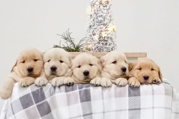 Image of Gunner ❤️ Golden Girl, a Golden Retriever puppy