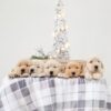 Image of Gunner ❤️ Golden Girl, a Golden Retriever puppy