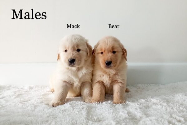 Image of Bear (right), a Golden Retriever puppy