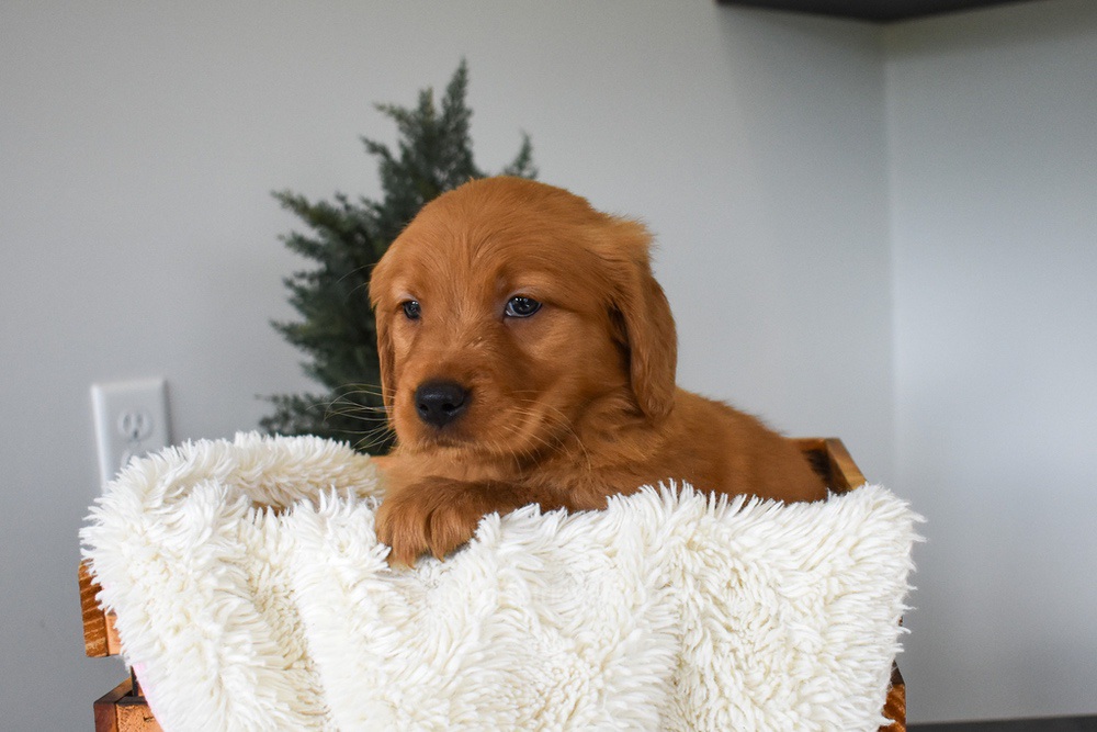 Ocean Image of Ocean, a Golden Retriever puppy