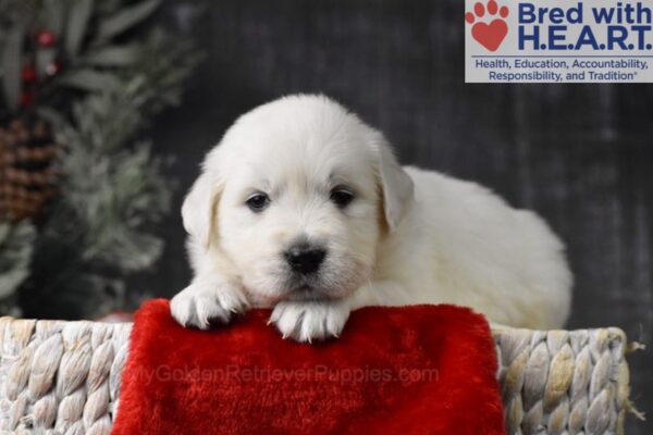 Image of Rudolph, a Golden Retriever puppy