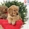 Image of Samantha, a Golden Retriever puppy