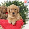 Image of Samantha, a Golden Retriever puppy