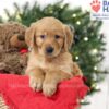 Image of Samantha, a Golden Retriever puppy
