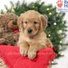 Image of Samantha, a Golden Retriever puppy