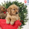 Image of Samantha, a Golden Retriever puppy